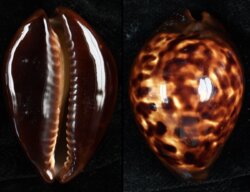 Zoila decipiens decipiens