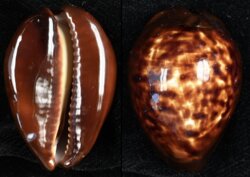 Zoila decipiens decipiens
