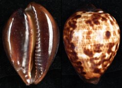 Zoila decipiens decipiens