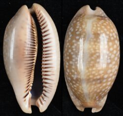 Macrocypraea cervinetta cervinetta