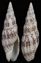 Domiporta gloriola