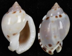 Casmaria ponderosa