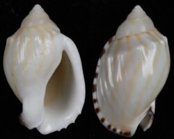 Casmaria boblehmani