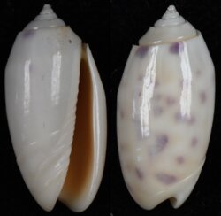 Oliva amethystina