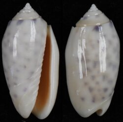 Oliva amethystina