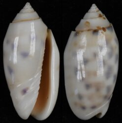 Oliva amethystina