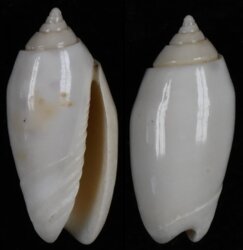 Oliva amethystina