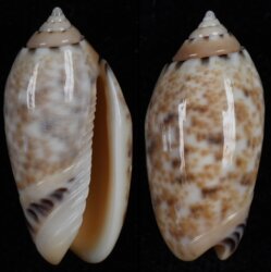 Oliva mantichora