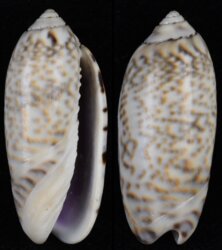 Oliva caerulea