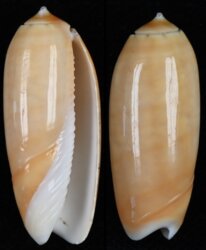 Oliva irisans fma chrysoides
