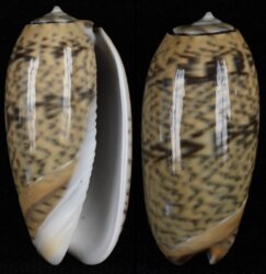 Oliva funebralis