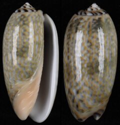 Oliva tricolor