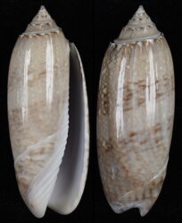 Oliva sayana