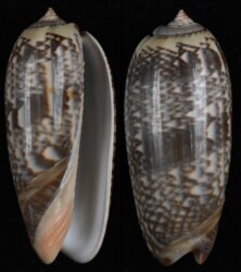 Oliva tremulina