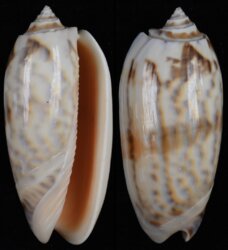 Oliva miniacea