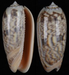 Oliva miniacea