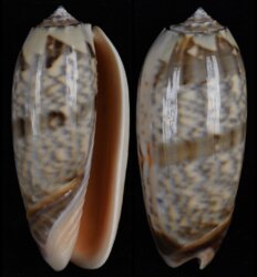 Oliva miniacea
