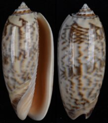 Oliva miniacea
