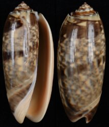 Oliva miniacea