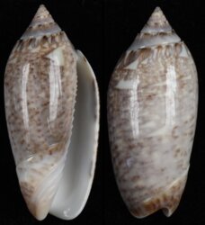 Oliva spicata