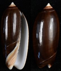 Oliva oliva oriola