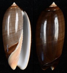 Oliva oliva oriola