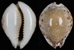 Naria lamarckii fma redimita