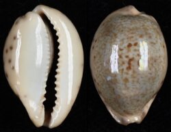 Erronea pallida pallida
