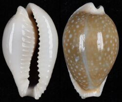 Naria miliaris