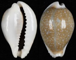 Naria miliaris