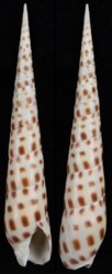 Terebra areolata