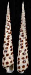 Terebra areolata