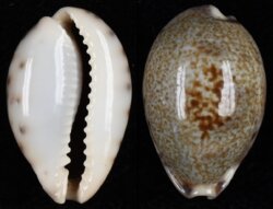 Erronea pallida insulicosa