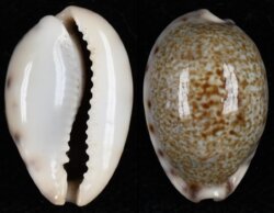 Erronea pallida insulicosa