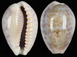 Ovatipsa chinensis variolaria fma violacea