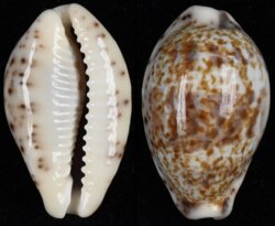 Palmadusta lentiginosa lentiginosa
