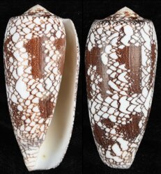 Darioconus omaria