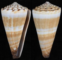 Fraterconus distans