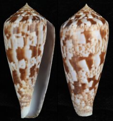 Afonsoconus kinoshitai