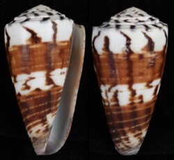 Strategoconus vitulinus