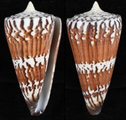 Strategoconus generalis