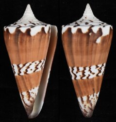 Strategoconus generalis