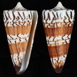 Strategoconus generalis