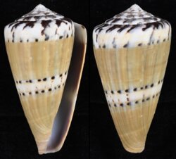 Rhizoconus mustelinus