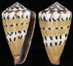 Rhizoconus mustelinus fma melinus