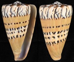 Rhizoconus mustelinus fma melinus