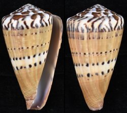 Rhizoconus mustelinus fma melinus
