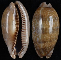 Macrocypraea cervinetta cervinetta