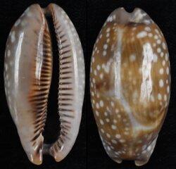 Macrocypraea cervinetta cervinetta
