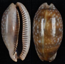 Macrocypraea cervinetta cervinetta